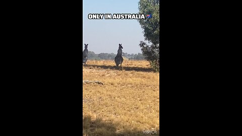 Kangaroo diaries only in Australia 🇦🇺 