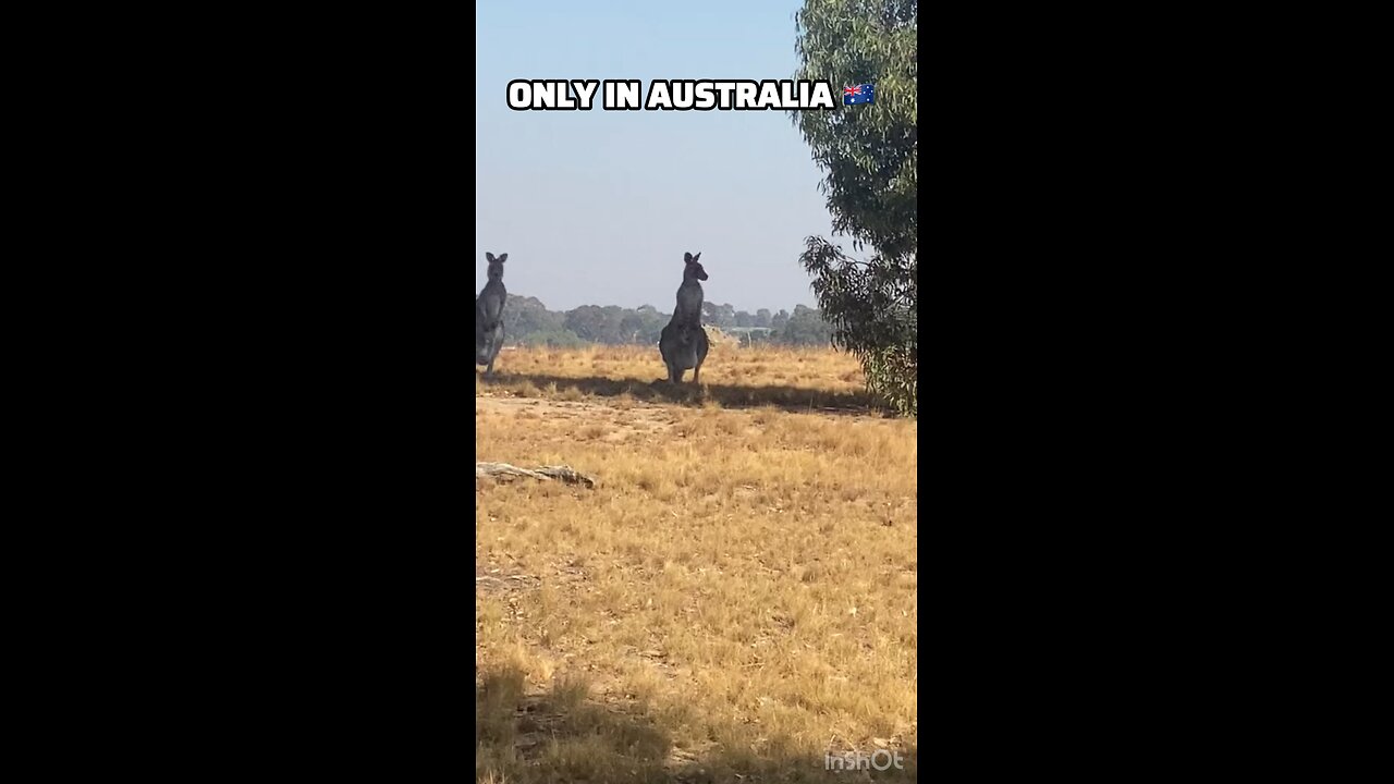Kangaroo diaries only in Australia 🇦🇺