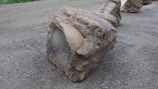 The original forest on flat earth part 7, fruit bearing tree