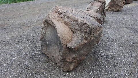 The original forest on flat earth part 7, fruit bearing tree