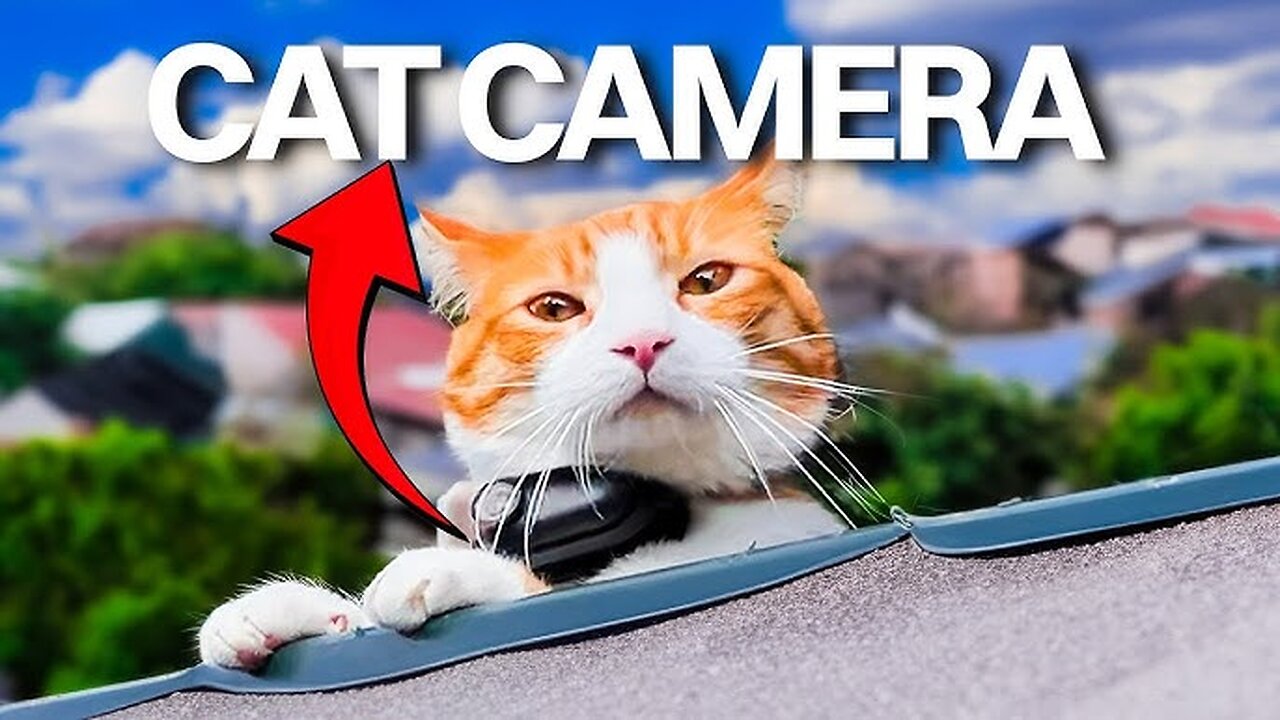 This Cat has a camera and became a VLOGGER