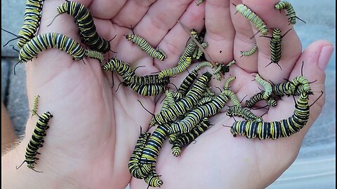 Raising Monarch Caterpillars