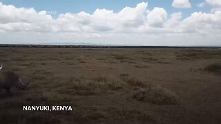 Kenya plans IVF to save rare white rhinos nearing extinction