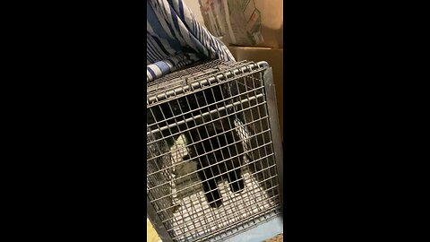 Busy Volunteering Saving, Helping Stray Cats 🐈