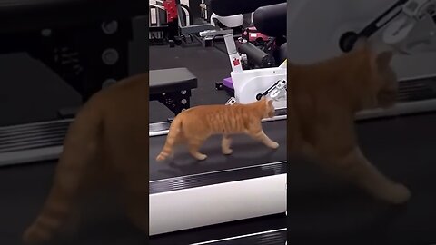 Gym cat #dankmemes #funny #cat #comedyshorts #memes #comedy #viral