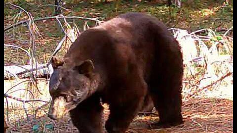 Bears caught on my trail cams