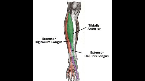 Anatomy- Front of leg | Dr BD Chaurasia