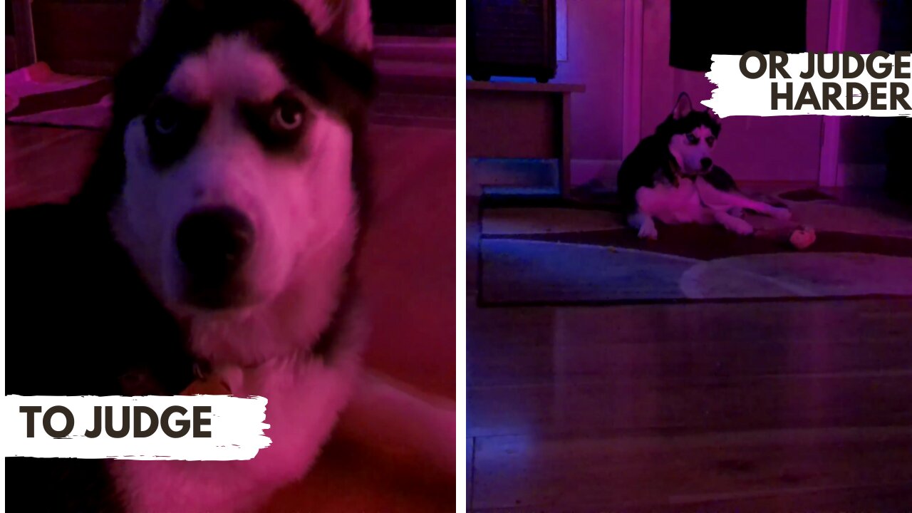 Husky vs. Yoga – She Judged Me the Whole Time 😩