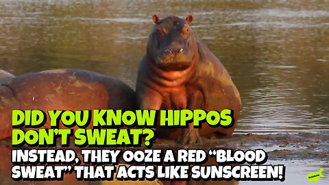 Did You Know That Hippos Don't Sweat? Instead They Ooze "Blood" Sweat That Acts Like Sunscreen.