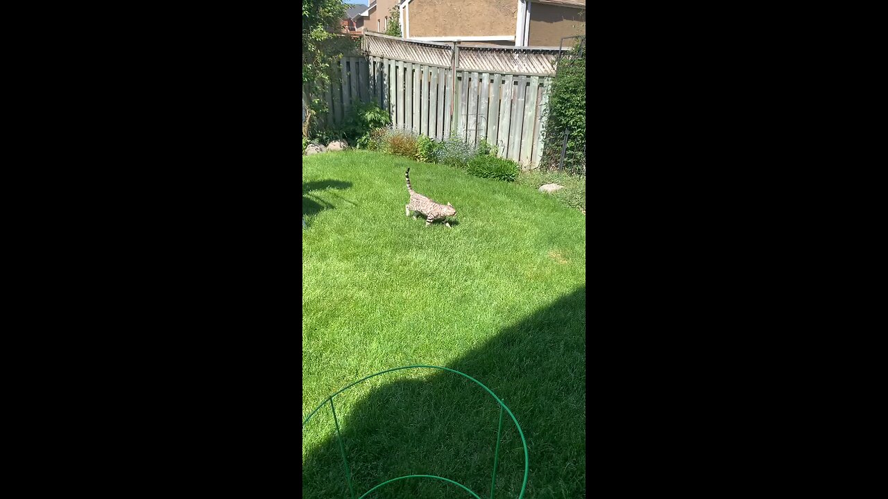 Bengal Cats enjoying