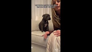 Love All Life Always #507 - Lie Down Next To Your Dog And See What Happens. Love On Display 🥰