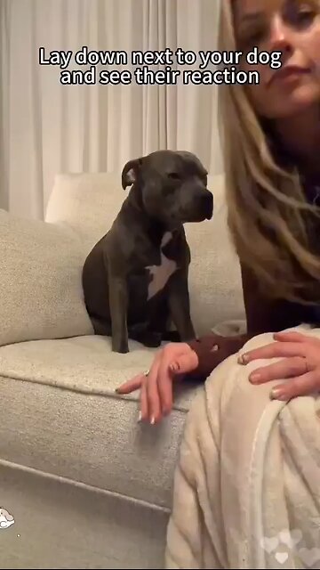 Love All Life Always #507 - Lie Down Next To Your Dog And See What Happens. Love On Display 🥰