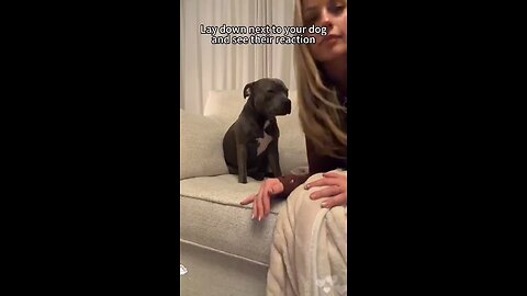 Love All Life Always #507 - Lie Down Next To Your Dog And See What Happens. Love On Display 🥰