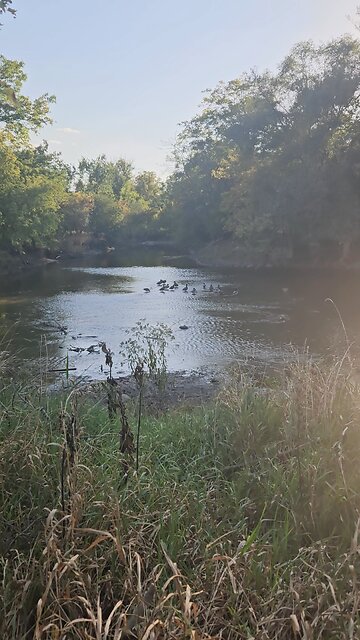 This s Where the Ducks Are