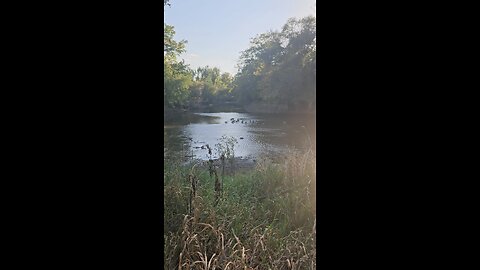 This s Where the Ducks Are