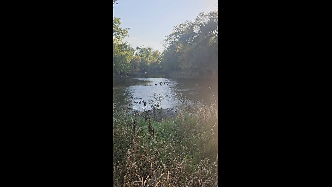 This s Where the Ducks Are