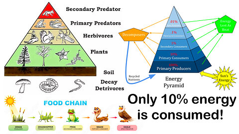 Ecology: Communities and Trophic Pyramids