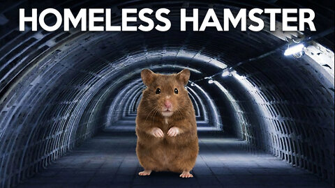 This Homeless Hamster’s Story Will Melt Your Heart