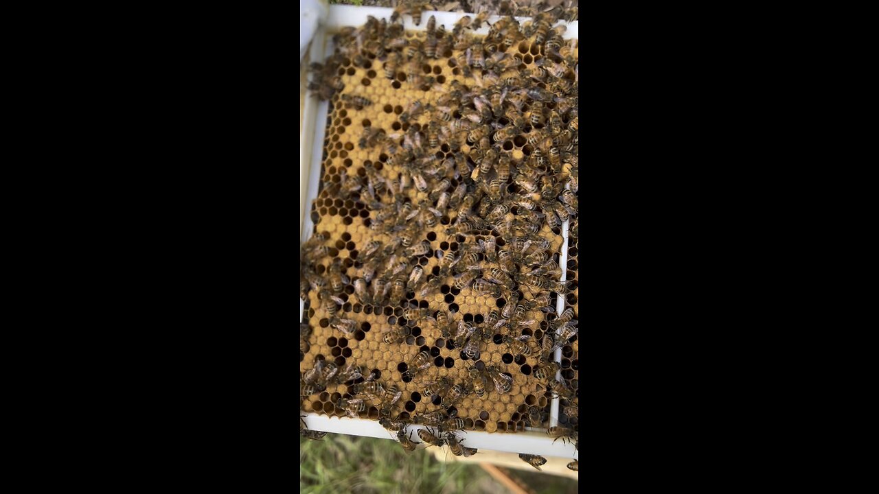 Can you spot the Queen?