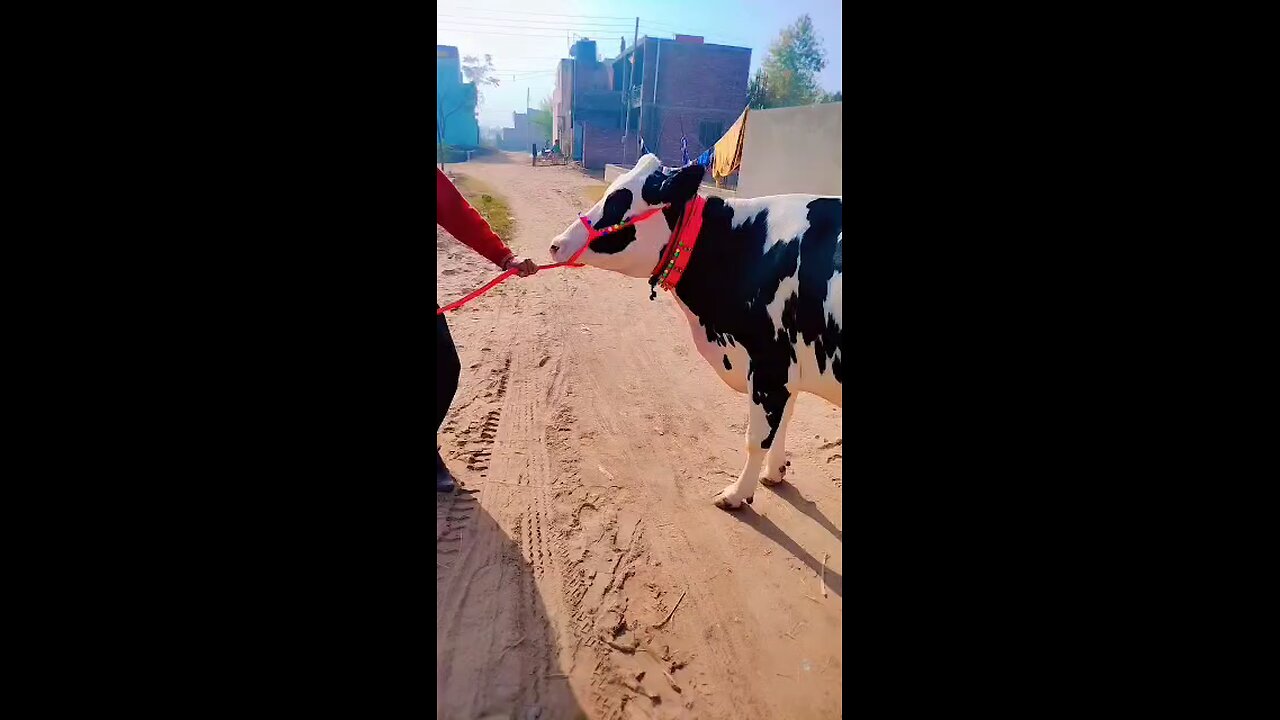 cow sale