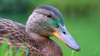 The 3 Ducklings Close-ups with Mother Hen in the End