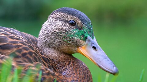 The 3 Ducklings Close-ups with Mother Hen in the End