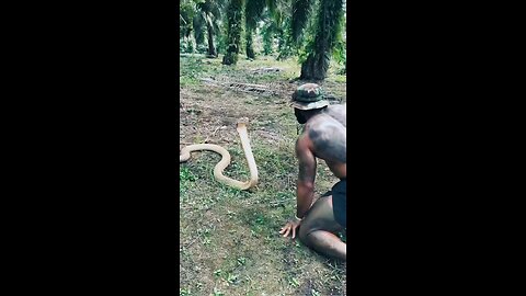 snake attack