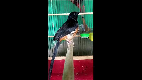 Sweet voice