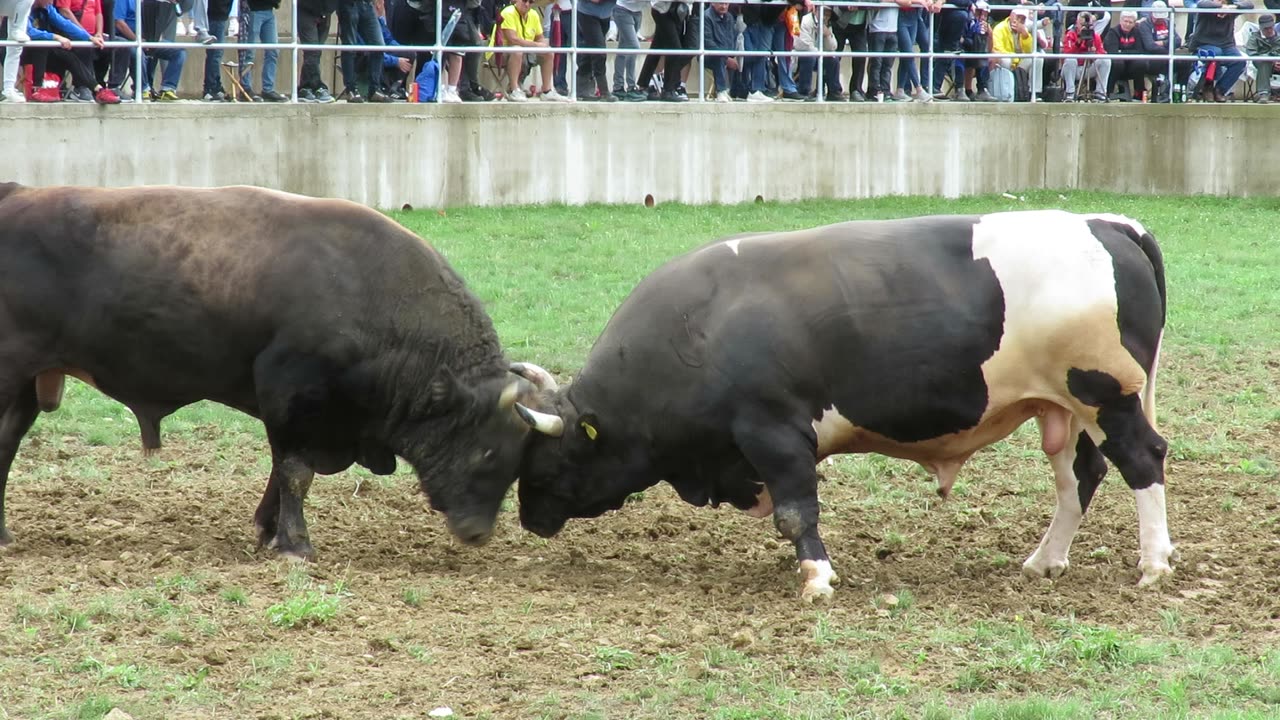 Jelenko od braće Čive vs Golub od Matea Zebe i Kokana Kutanja 2025