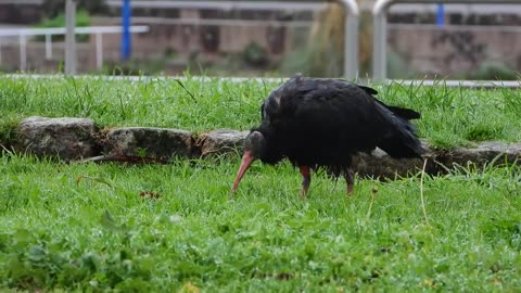 Big Black Bird