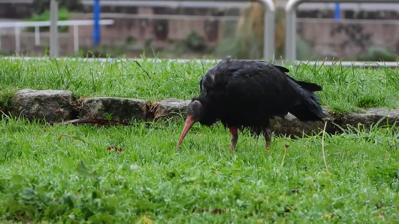 Big Black Bird