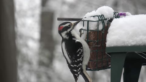 Downy Woodpecker