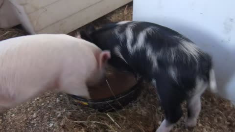 Ring around the breakfast dish