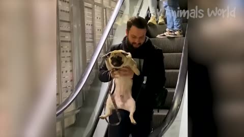 Funny Animal Videos 😅 - Funniest Dogs and Cats Videos 🥰 #2