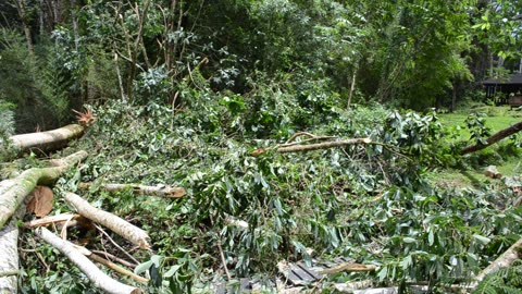 Deaths Of Albesia Trees X