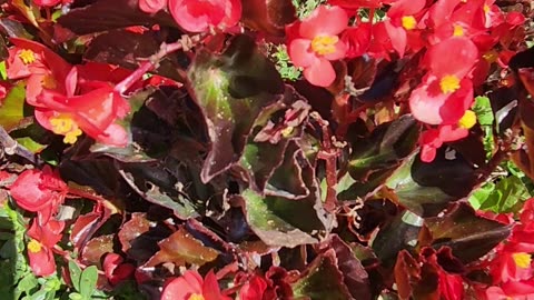 Ruby Red Emerald edition Begonias