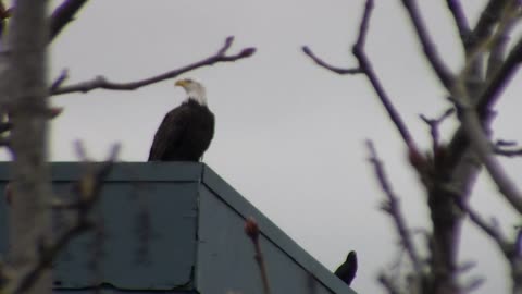 Little Saigon Eagle Situation (3/6/2020)