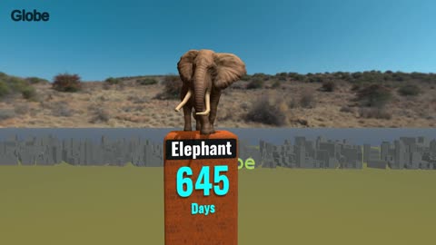 Pregnancy Period by Animals: From Mice to Elephants! 🐘🦒 (Mind-Blowing Facts)