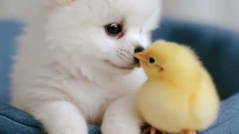 Worlds tiniest Teacup Pomeranian Puppy🐶💕 my name is Momo. Share with who love cute dogs