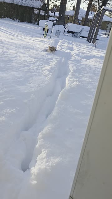 Orange Cat Discovers the Snow Is Deeper Than Expected