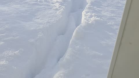 Orange Cat Discovers the Snow Is Deeper Than Expected