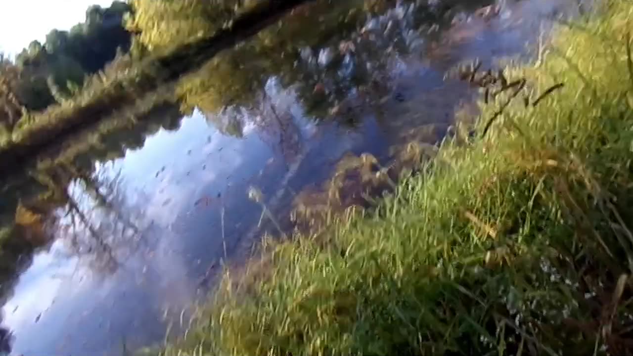 Go Down At The Pond All Night Long
