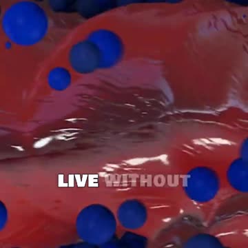 What Happens If You Lose Your Spleen?