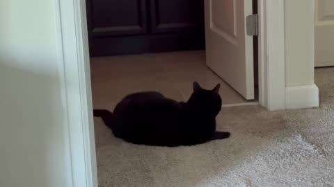 Cute Precious Piper is a Good Security Guard - My Adopted Shelter Cat Vlog