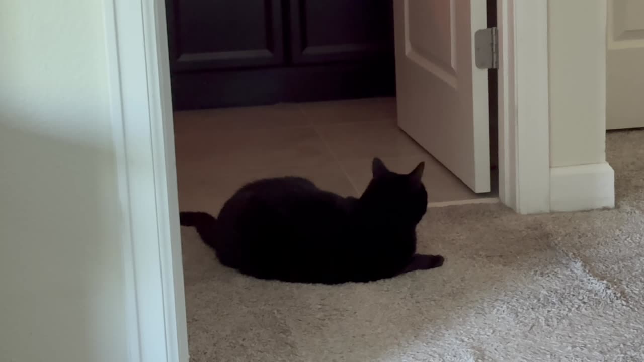 Cute Precious Piper is a Good Security Guard - My Adopted Shelter Cat Vlog