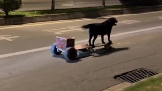🐶😂 Labrador Retriever Steals The Show On The Avenue! | FunFM