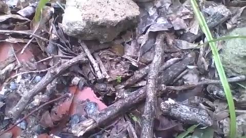 Leafcutter ant carrying a green leaf, passing by sticks, rocks and obstacles [Nature & Animals]