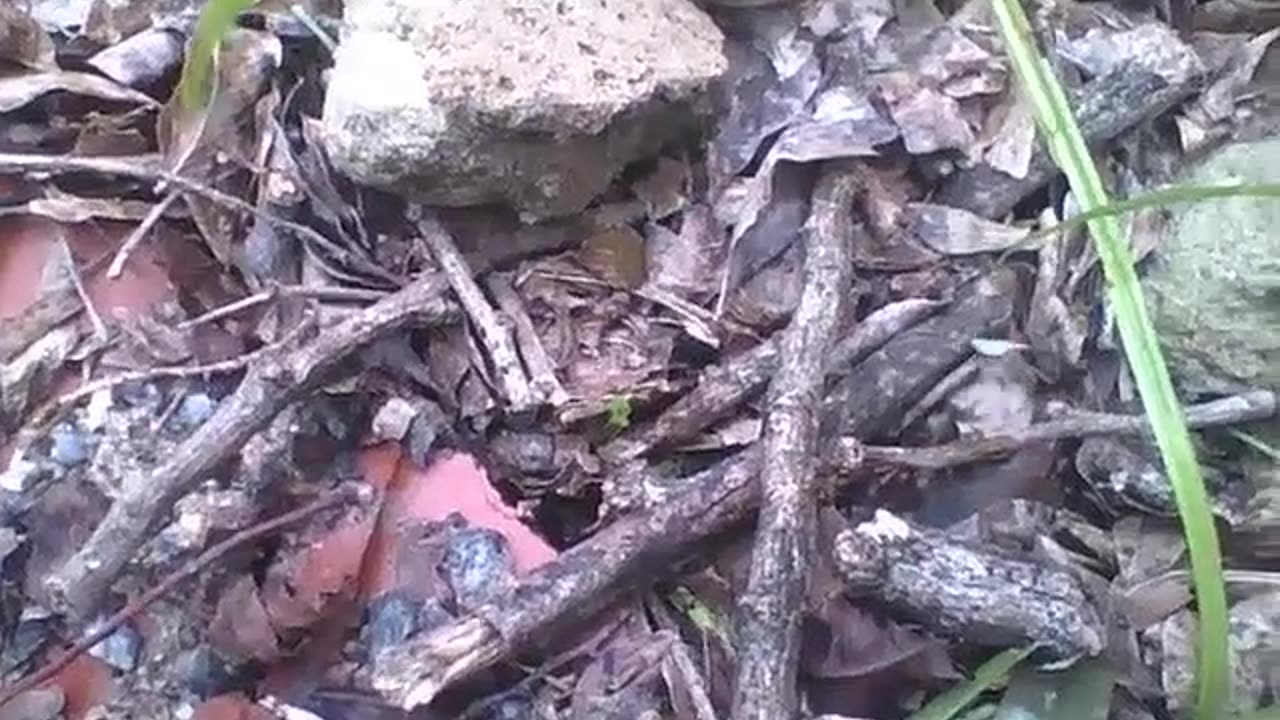 Leafcutter ant carrying a green leaf, passing by sticks, rocks and obstacles [Nature & Animals]