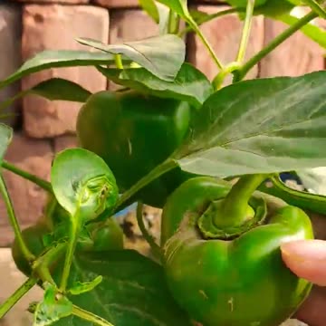 Capsicum 🫑 harvesting season