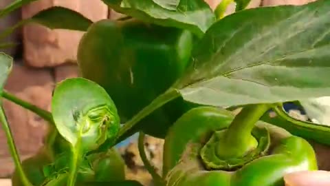 Capsicum 🫑 harvesting season